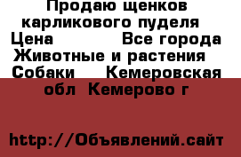Продаю щенков карликового пуделя › Цена ­ 2 000 - Все города Животные и растения » Собаки   . Кемеровская обл.,Кемерово г.